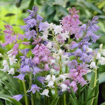 Hyacinthoides Hispanica mix