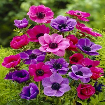 Anemone coronaria mix