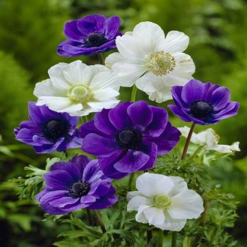Anemone purple and white mix
