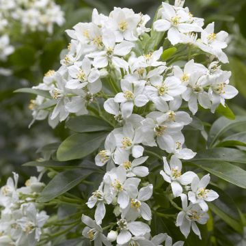 Choisya Ternata