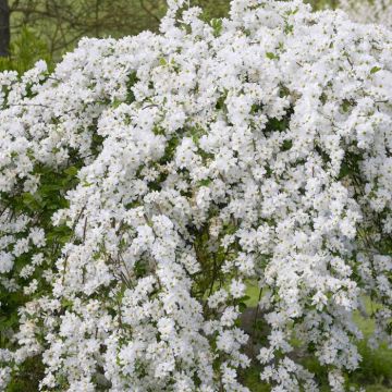 Exochorda The Bride V