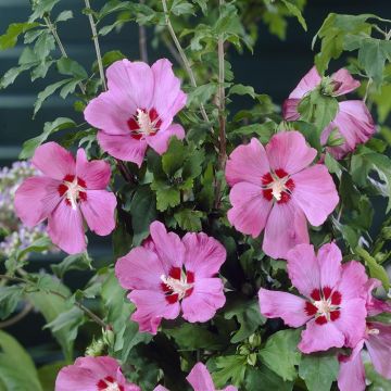 hibiscus siriacus Woodbridge