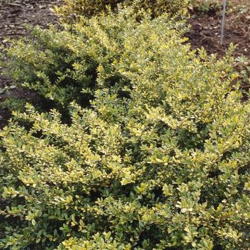 Ilex crenata Golden Gem