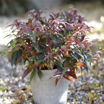 Leucothoe keiskei Royal Ruby