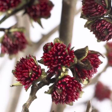 Parrotia Persica
