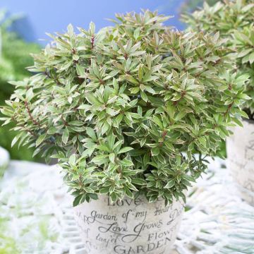 Pieris japonica Little Heath