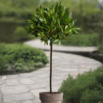 laurel-tree-v1