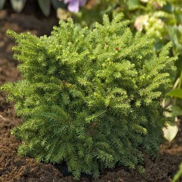 Picea omorika Karel