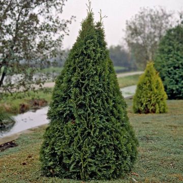 Thuja occidentalis Smaragd
