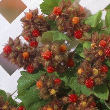 Rubus phoenicolasius