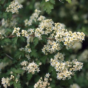 Stephanandra incisa Crispa
