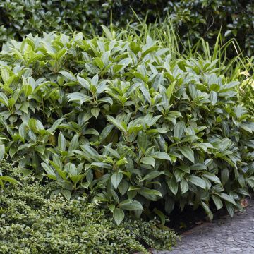 Viburnum davidii