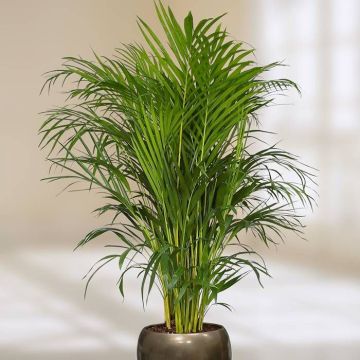 areca-dypsis-v1