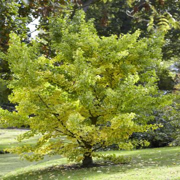 Ginkgo biloba v3