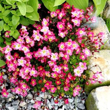 Saxifraga Peter Pan