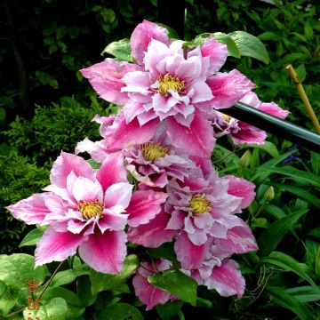 Clematis patens Piilu