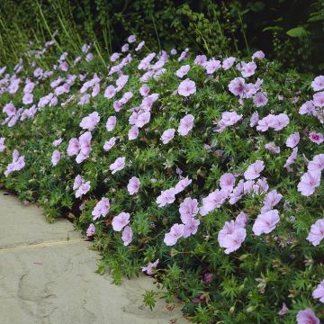 Geranium sanguineum striatum