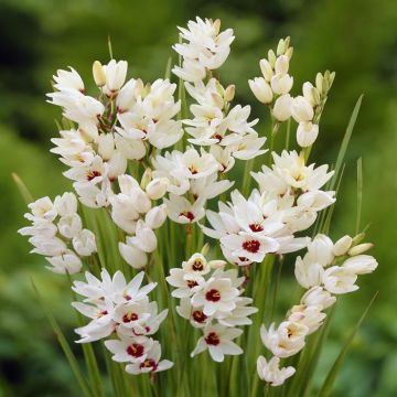 Ixia Giant