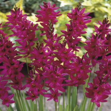Ixia Mabel