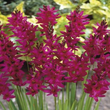 Ixia Mabel