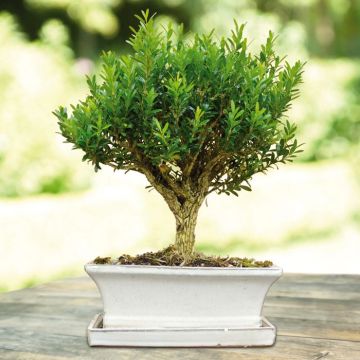 Buxus Ball bonsai
