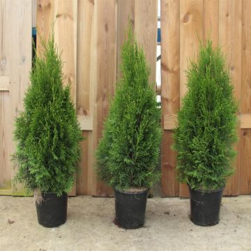 Thuja Smaragd Pot