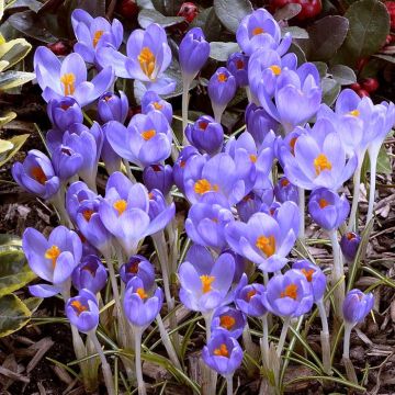 Crocus tommassianus Barrs Purple