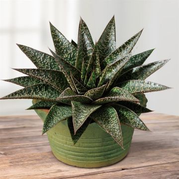 Aloe Flow