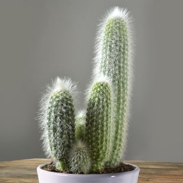 Cactus Cleistocactus strausii