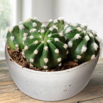 Cactus Echinopsis-multiplex