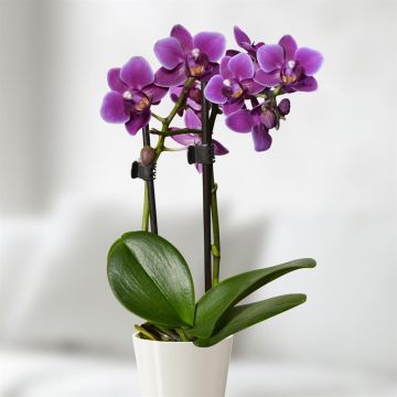 mini-orchid-purple -v2