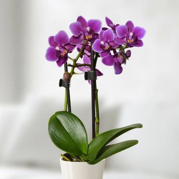 mini-orchid-purple -v2