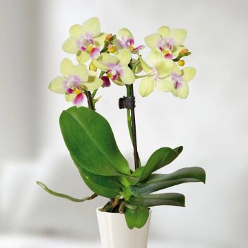 mini-orchid-yellow -v2