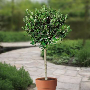 plant-1-a-v1