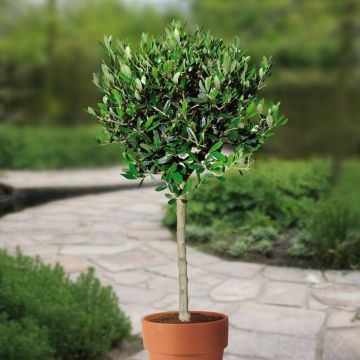 plant-1-a-v1