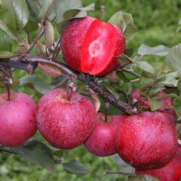 Malus Baya Marisa