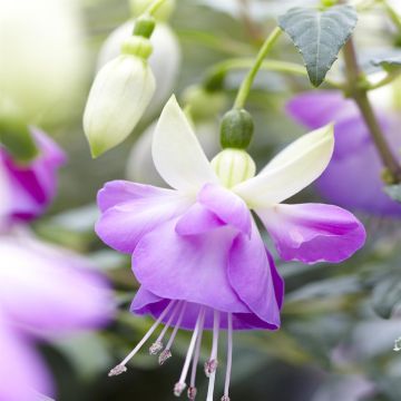 Fuchsia Blue Sarah