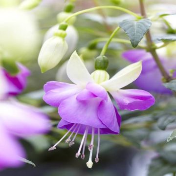Fuchsia Blue Sarah
