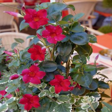 Dipladenia Red
