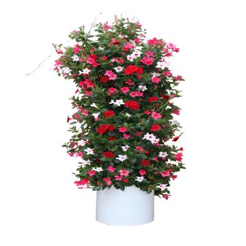 Dipladenia Mix