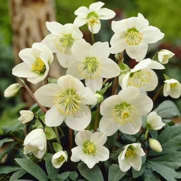 Helleborus Niger White