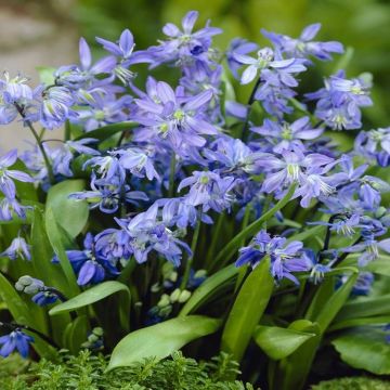 Scilla Sibirica