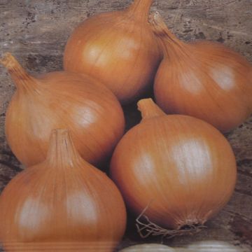 Onion Rijnsburger