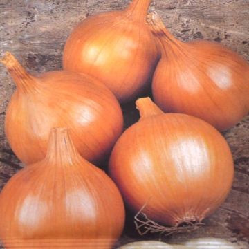 Onion Rijnsburger