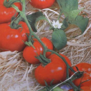 Tomatos st Peter