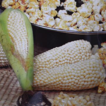 Popcorn