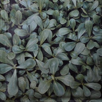 Purslane Green