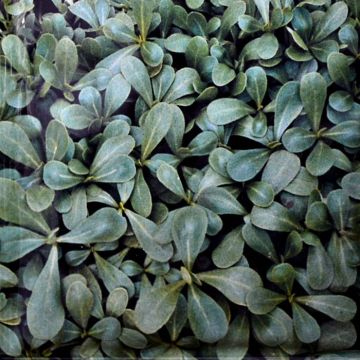 Purslane Green