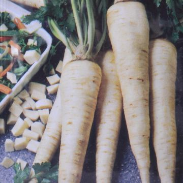 Parsley