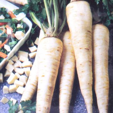 Parsley